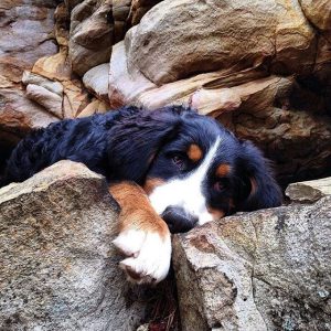 DOG FRIENDLY RESORT NEAR YOSEMITE