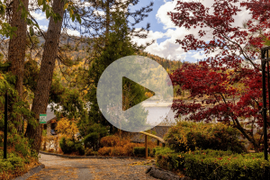 The Pine Cone – Newsletter (October 2024)