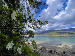 Exploring the Wonders of Bass Lake: Fauna and Flora in the Heart of Sierra National Forest