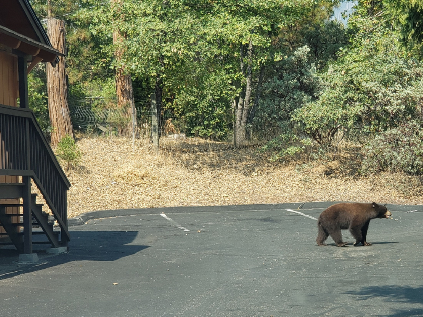 7 Things You Should NOT do at Bass Lake