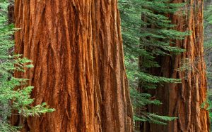 Mariposa Grove of Giant Sequoias Set to Reopen in Early Summer 2017